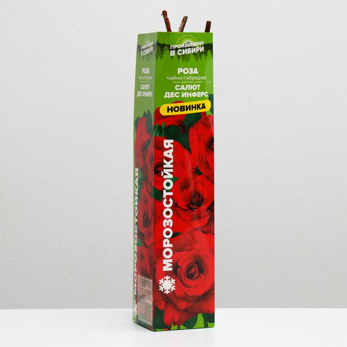 Саженец розы Салют дес инферс Весна 2023, 1 шт.
Саженец розы Салют дес инферс Весна 2023, 1 шт.