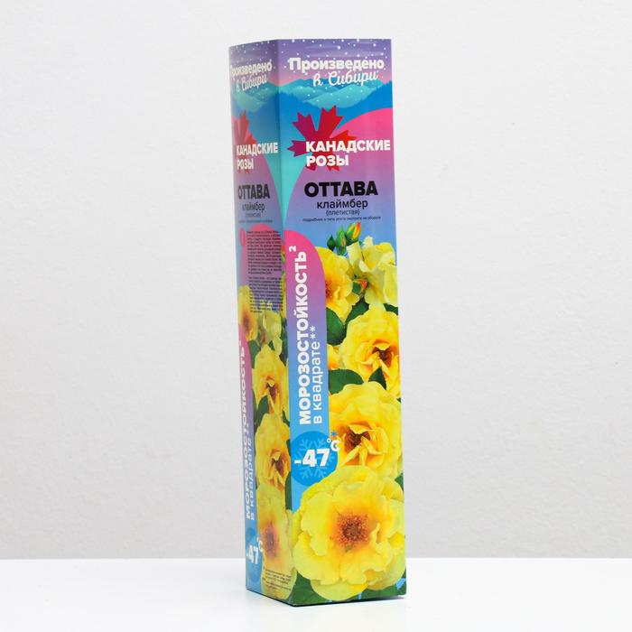 Саженец розы Оттава Весна 2023, 1 шт.
Саженец розы Оттава Весна 2023, 1 шт.