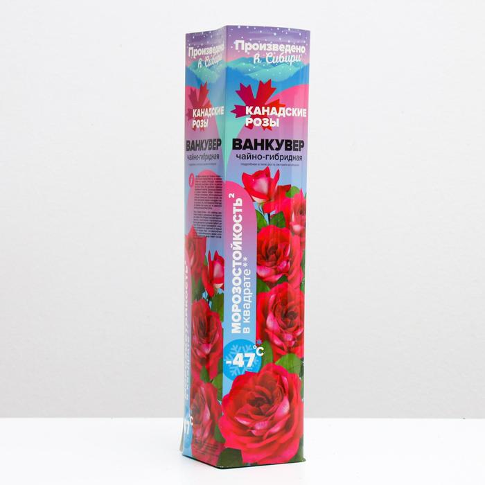 Саженец розы Ванкувер Весна 2023, 1 шт.
Саженец розы Ванкувер Весна 2023, 1 шт.