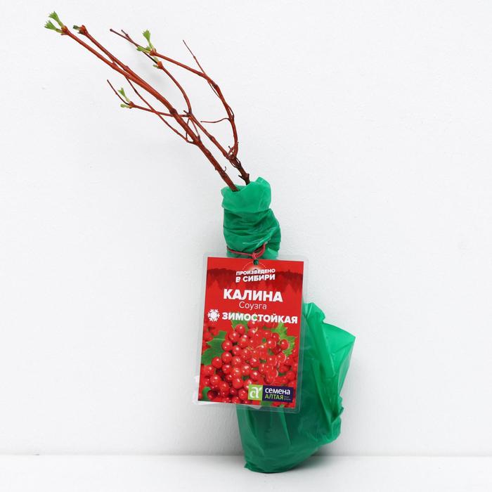 Саженец Калина Соузга, 1 шт, Весна 2022 
Саженец Калина Соузга, 1 шт, Весна 2022