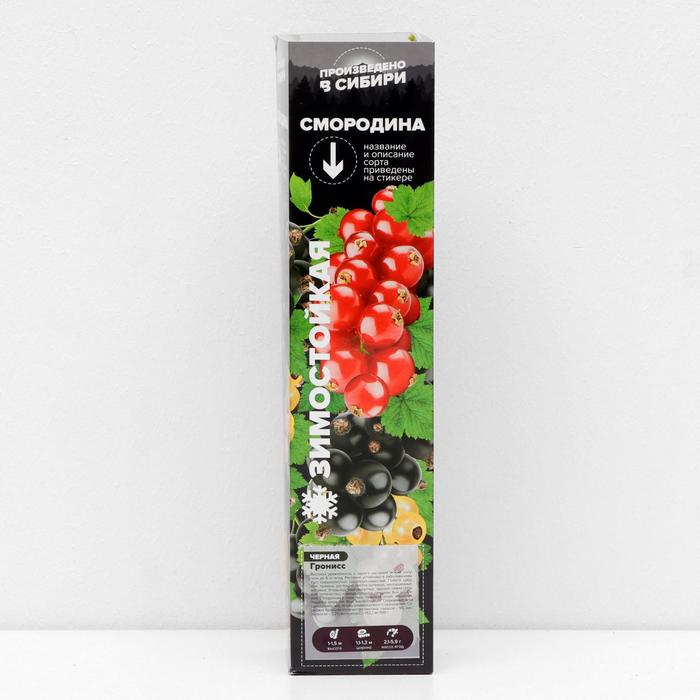 Саженец Смородина Гронисс, 1 шт, Весна 2022
Саженец Смородина Гронисс, 1 шт, Весна 2022