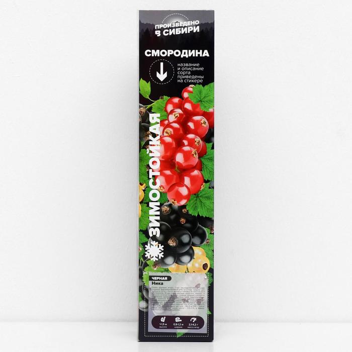 Саженец Смородина Ника, 1 шт, Весна 2022
Саженец Смородина Ника, 1 шт, Весна 2022