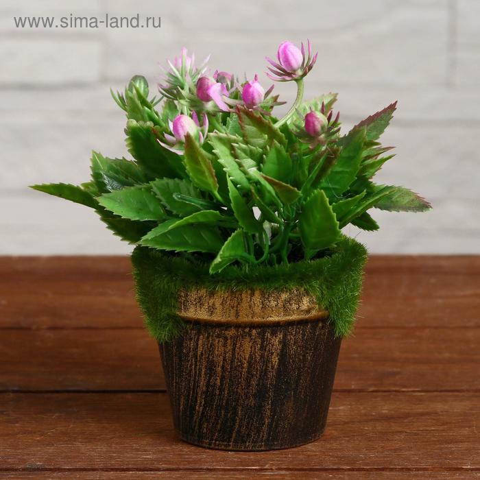 Бонсай в горшке "Каланхоэ" 7х12 см, микс
Бонсай в горшке "Каланхоэ" 7х12 см, микс