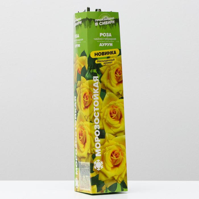 Саженец розы Аурум, 1 шт, Весна 2022
Саженец розы Аурум, 1 шт, Весна 2022