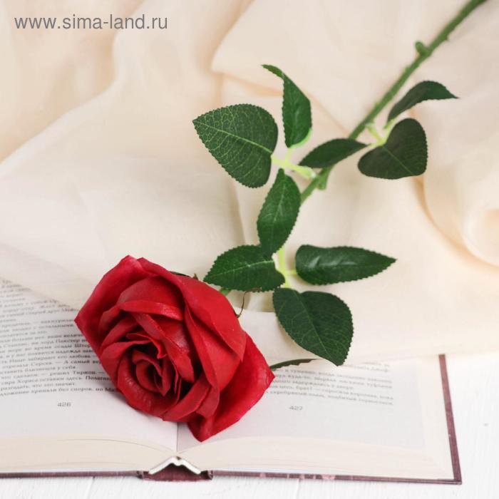 Цветы искусственные LIVE "Роза королевская" 7х55 см, бордовый
Цветы искусственные LIVE "Роза королевская" 7х55 см, бордовый