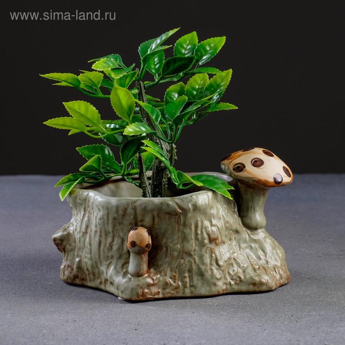 Кашпо "Пень с грибами" 15*12*8см
Кашпо "Пень с грибами" 15*12*8см