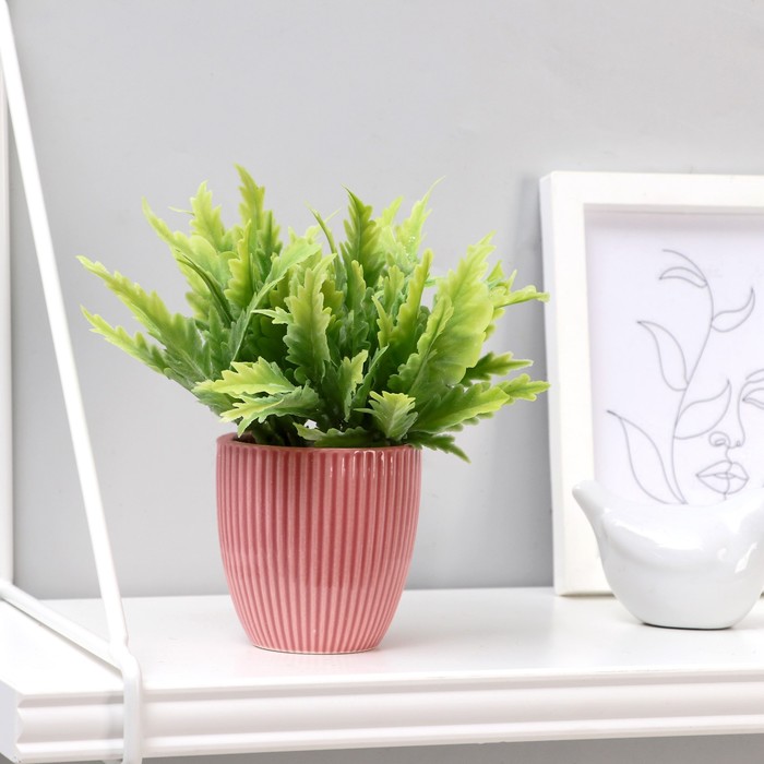 Бонсай в горшке "Араукария" 7х13 см, микс
Бонсай в горшке "Араукария" 7х13 см, микс