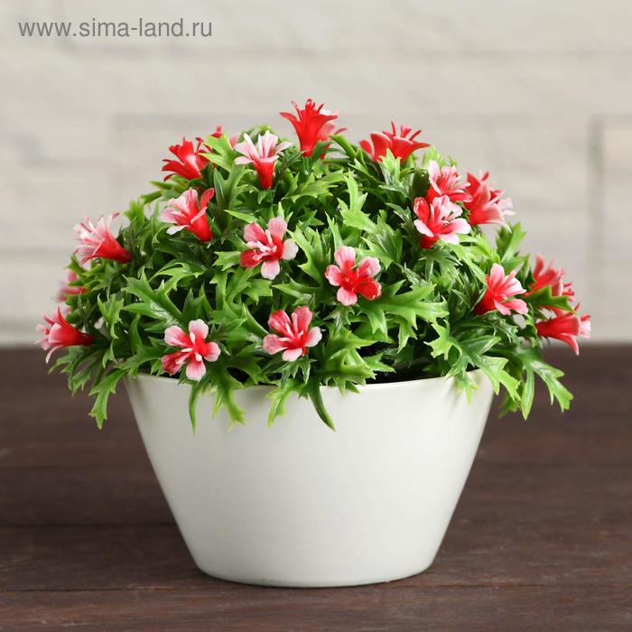 Бонсай в горшке "Бархатцы" 11х10 см, микс
Бонсай в горшке "Бархатцы" 11х10 см, микс