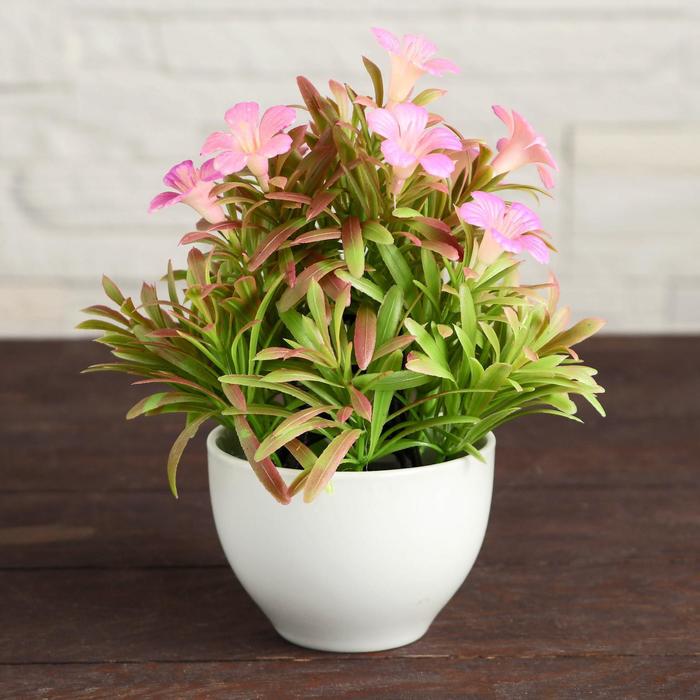 Бонсай в горшке "Эпилобиум" 8,5х15 см, микс
Бонсай в горшке "Эпилобиум" 8,5х15 см, микс