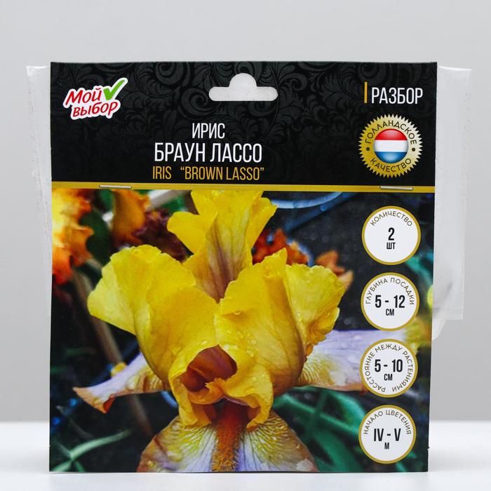Ирис германский Браун Лассо, 2 шт, Весна 2022,
Ирис германский Браун Лассо, 2 шт, Весна 2022,