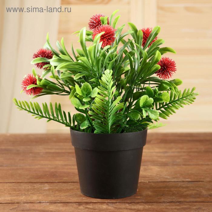 Бонсай в горшке "Бодяк" 9х23 см, микс
Бонсай в горшке "Бодяк" 9х23 см, микс