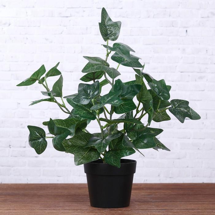 Бонсай в горшке "Луокперсон" 9х26 см
Бонсай в горшке "Луокперсон" 9х26 см