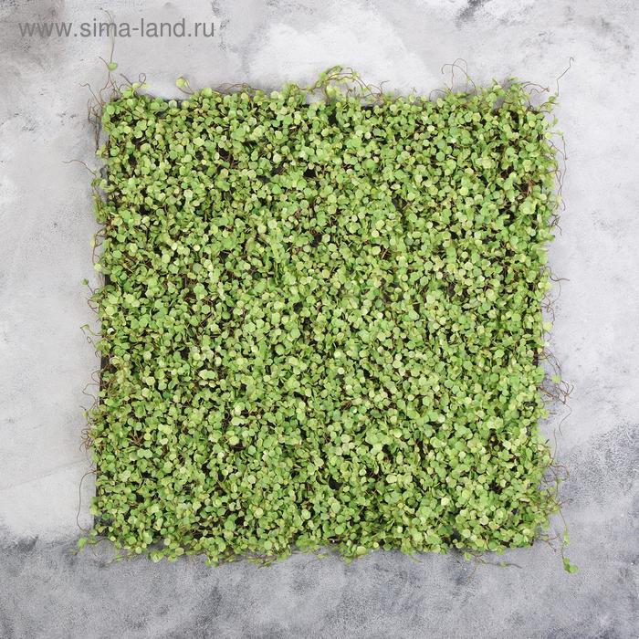 Декоративная панель, 50 × 50 см, «Ряска»
Декоративная панель, 50 × 50 см, «Ряска»