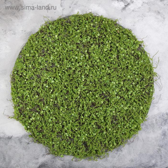 Декоративная панель, d = 60 см, «Мох с ряской»
Декоративная панель, d = 60 см, «Мох с ряской»