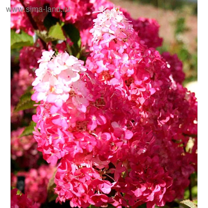 Гортензия метельчатая "Фрейз Мельба", горшок C1.5 
Гортензия метельчатая "Фрейз Мельба", горшок C1.5