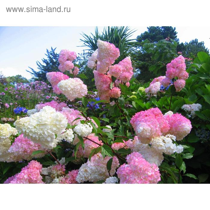 Гортензия метельчатая "Ванилле Фрайз", горшок C1.5
Гортензия метельчатая "Ванилле Фрайз", горшок C1.5