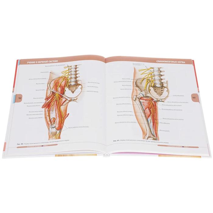 фото Анатомия человека. в 3-х томах. том 3. нервная система. органы чувств. колесников л. гэотар медицина