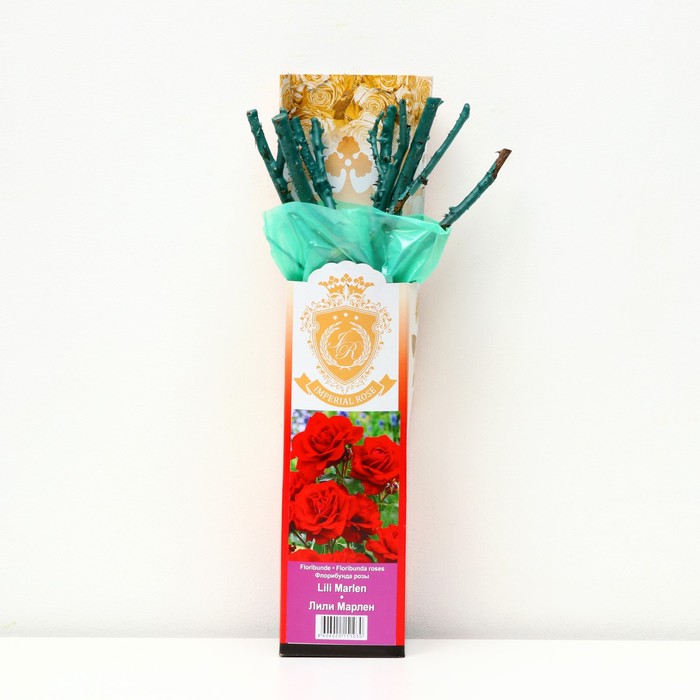 Саженец розы "Лили Марлен", 1 шт, туба, Весна 2023
Саженец розы "Лили Марлен", 1 шт, туба, Весна 2023