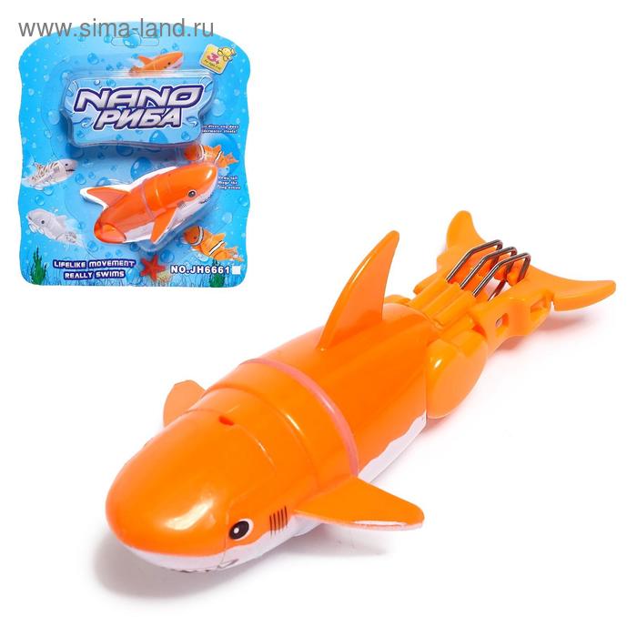 Аквариумная рыбка «Акула», плавает в воде, МИКС
Аквариумная рыбка «Акула», плавает в воде, МИКС