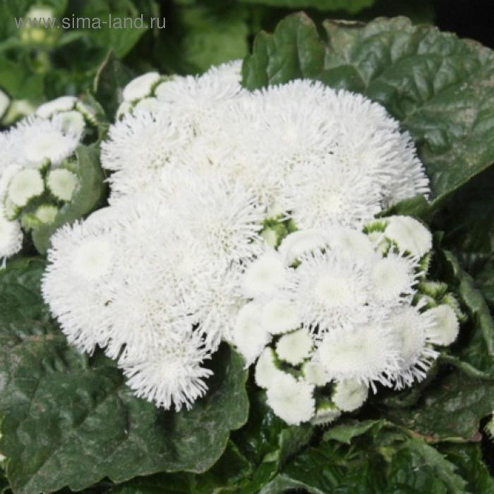 Семена цветов Агератум Хай Тайд Вайт 1000 шт
Семена цветов Агератум Хай Тайд Вайт 1000 шт