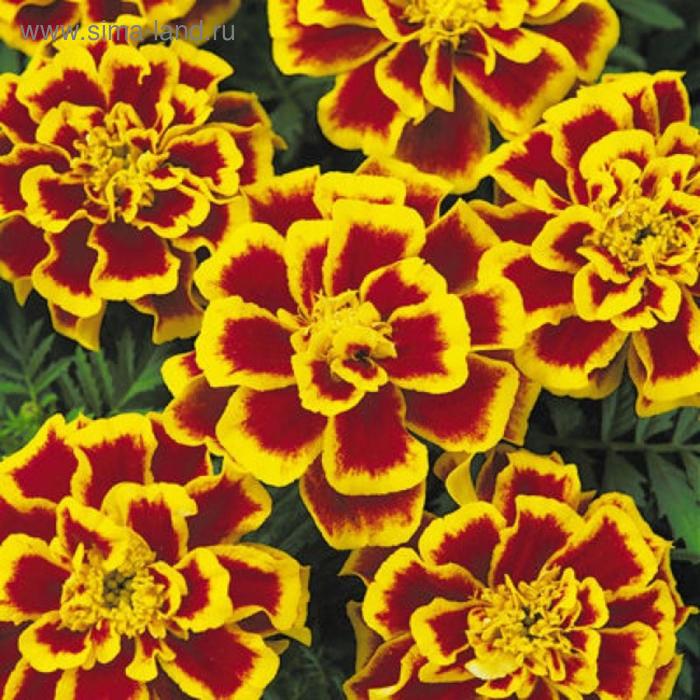 Семена цветов Бархатцы отклоненные Дюранго Би 1000 шт
Семена цветов Бархатцы отклоненные Дюранго Би 1000 шт