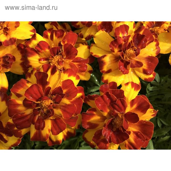 Семена цветов Бархатцы отклоненные Дюранго Болеро 1000 шт
Семена цветов Бархатцы отклоненные Дюранго Болеро 1000 шт