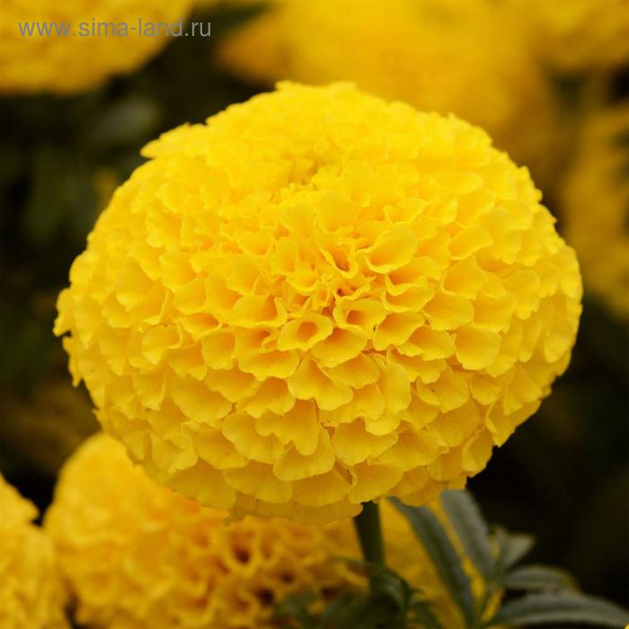 Семена цветов Бархатцы прямостоячие Тайшан Еллоу 1000 шт
Семена цветов Бархатцы прямостоячие Тайшан Еллоу 1000 шт