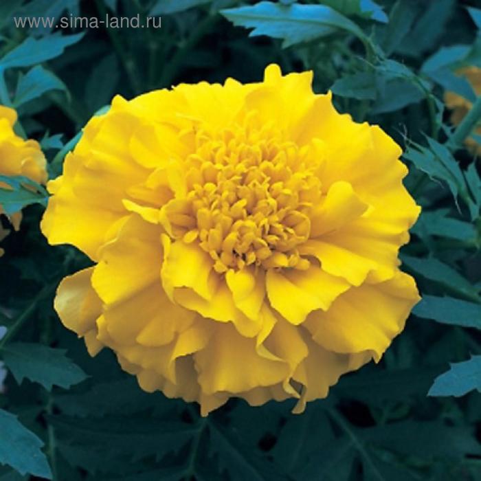 Семена цветов Бархатцы триплоидные Зенит Лемон Еллоу 1000 шт
Семена цветов Бархатцы триплоидные Зенит Лемон Еллоу 1000 шт
