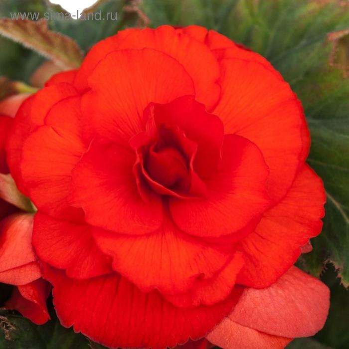 Семена цветов Бегония Америгибрид Розформ Скарлет Оранж 500 шт
Семена цветов Бегония Америгибрид Розформ Скарлет Оранж 500 шт