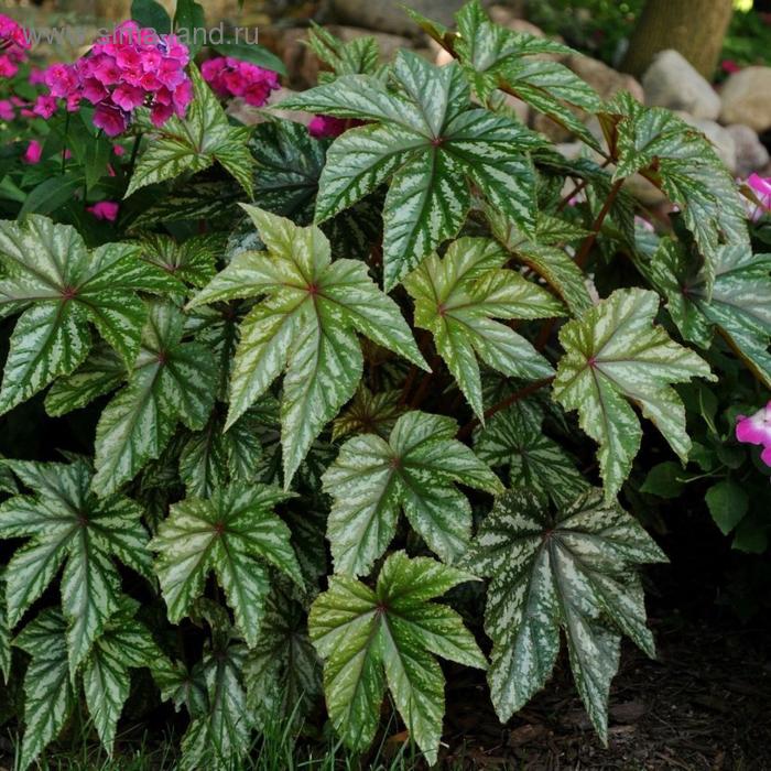 Семена цветов Бегония Грифон 100 шт
Семена цветов Бегония Грифон 100 шт