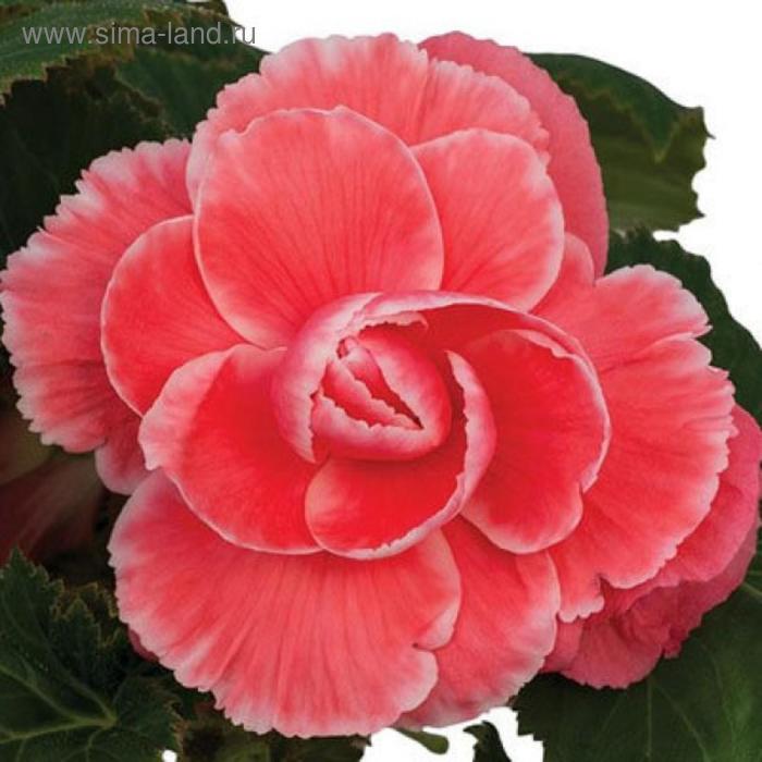 Семена цветов Бегония Он Топ Мелон Лейс 500 шт
Семена цветов Бегония Он Топ Мелон Лейс 500 шт