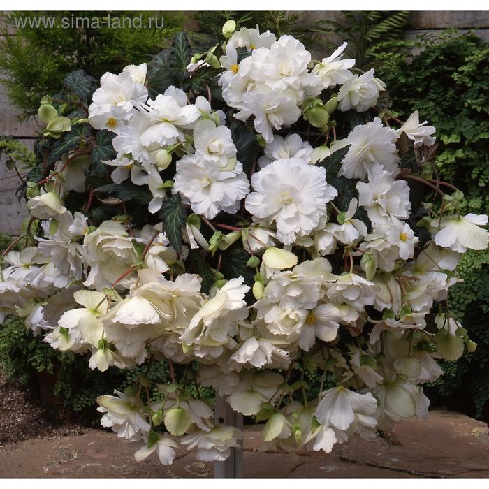 Семена цветов Бегония Сан Дансер Вайт 500 шт
Семена цветов Бегония Сан Дансер Вайт 500 шт