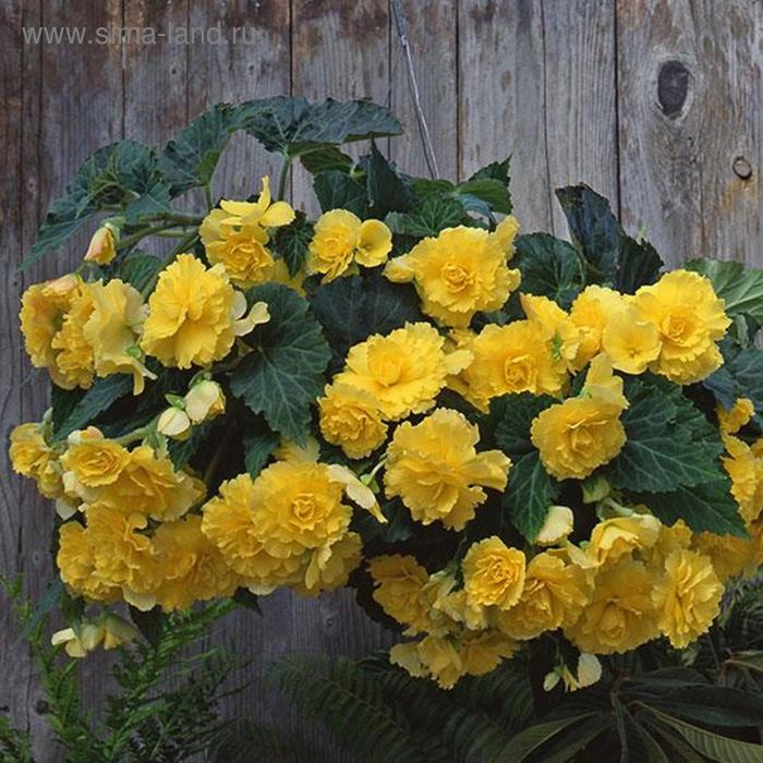 Семена цветов Бегония Сан Дансер Еллоу 500 шт
Семена цветов Бегония Сан Дансер Еллоу 500 шт