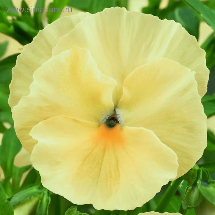 Семена цветов Виола виттрока Матрикс Лемон 1000 шт
Семена цветов Виола виттрока Матрикс Лемон 1000 шт