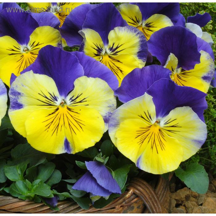 Семена цветов Виола виттрока Матрикс Морфеус 1000 шт
Семена цветов Виола виттрока Матрикс Морфеус 1000 шт