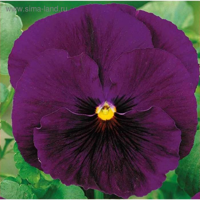 Семена цветов Виола виттрока Матрикс Пурпл 1000 шт
Семена цветов Виола виттрока Матрикс Пурпл 1000 шт