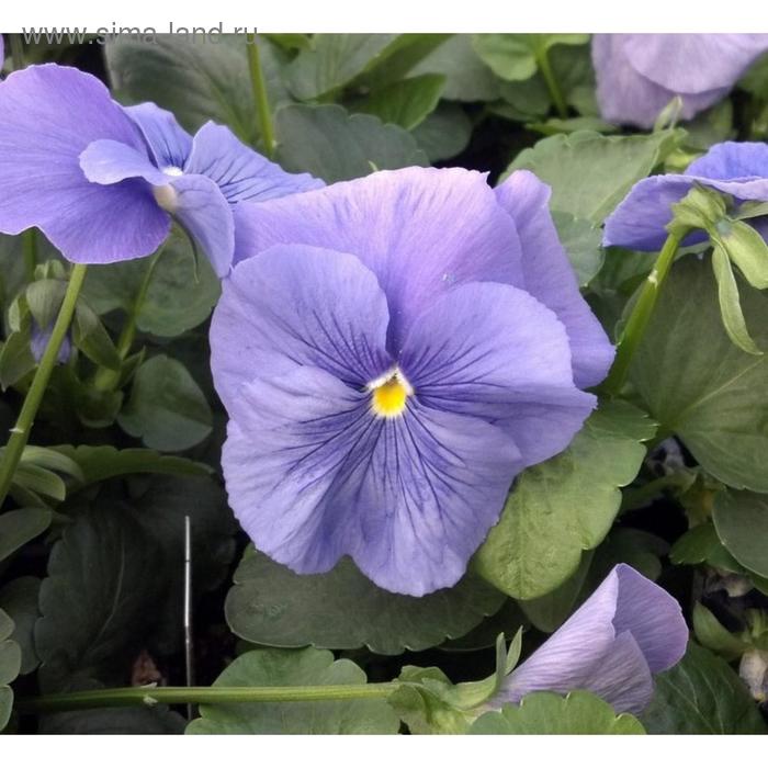 Семена цветов Виола виттрока Матрикс Тру Блю 1000 шт
Семена цветов Виола виттрока Матрикс Тру Блю 1000 шт