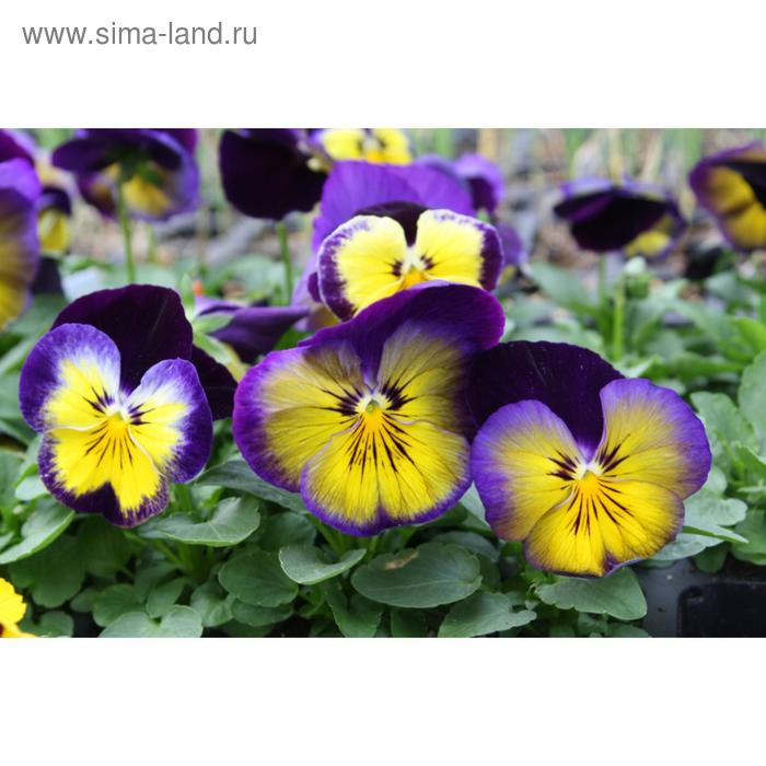 Семена цветов Виола виттрока Спринг Матрикс Миднайт Глоу 1000 шт
Семена цветов Виола виттрока Спринг Матрикс Миднайт Глоу 1000 шт