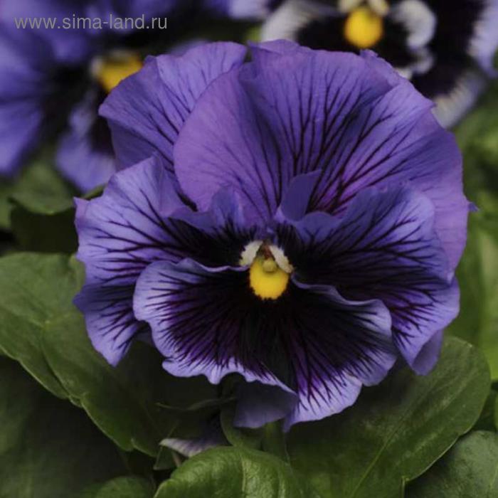 Семена цветов Виола виттрока Фризл Сизл Блю 1000 шт
Семена цветов Виола виттрока Фризл Сизл Блю 1000 шт