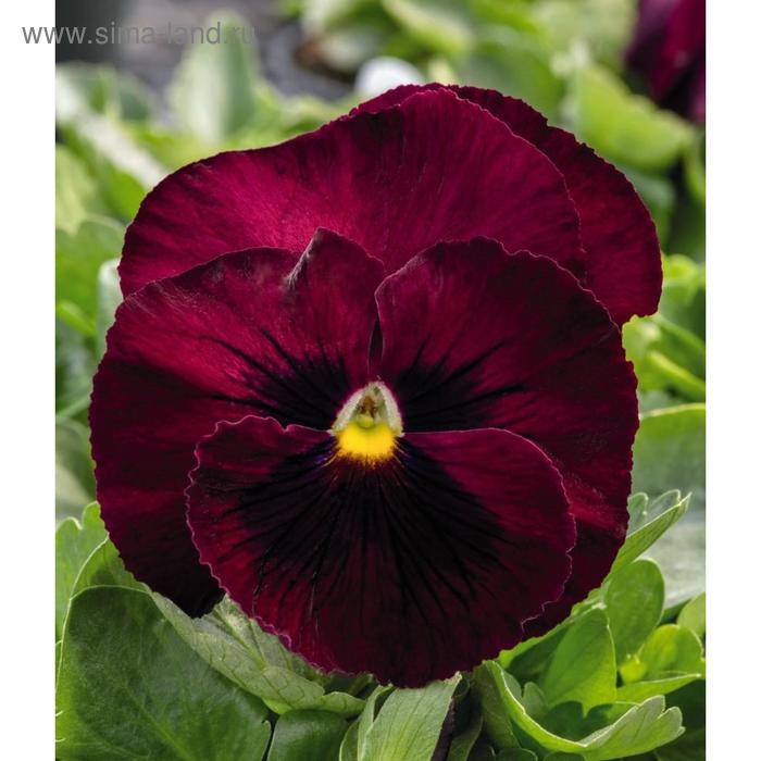 Семена цветов Виола виттрока Фризл Сизл Бургунди 1000 шт
Семена цветов Виола виттрока Фризл Сизл Бургунди 1000 шт