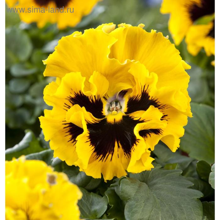 Семена цветов Виола виттрока Фризл Сизл Еллоу 1000 шт
Семена цветов Виола виттрока Фризл Сизл Еллоу 1000 шт