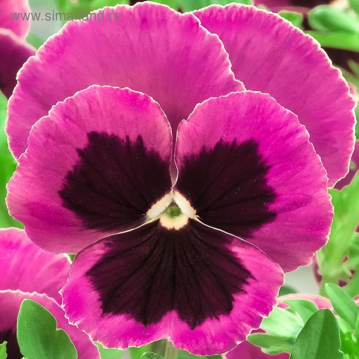 Семена цветов Виола виттрока Экстрада Пинк Шейдс Блотч 1000 шт
Семена цветов Виола виттрока Экстрада Пинк Шейдс Блотч 1000 шт