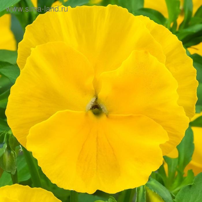 Семена цветов Виола виттрока Экстрада Пюр Еллоу 1000 шт
Семена цветов Виола виттрока Экстрада Пюр Еллоу 1000 шт