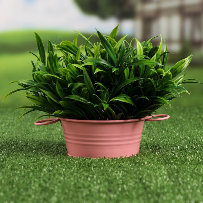 Кашпо "Бонсайница", 11*5см, микс
Кашпо "Бонсайница", 11*5см, микс