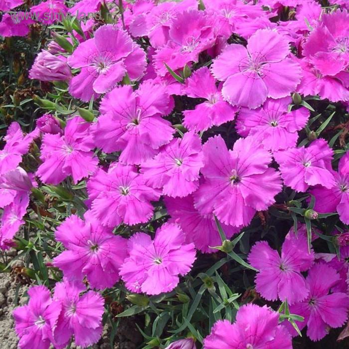 Семена цветов Гвоздика китайская Диана Блюберри 500 шт 
Семена цветов Гвоздика китайская Диана Блюберри 500 шт