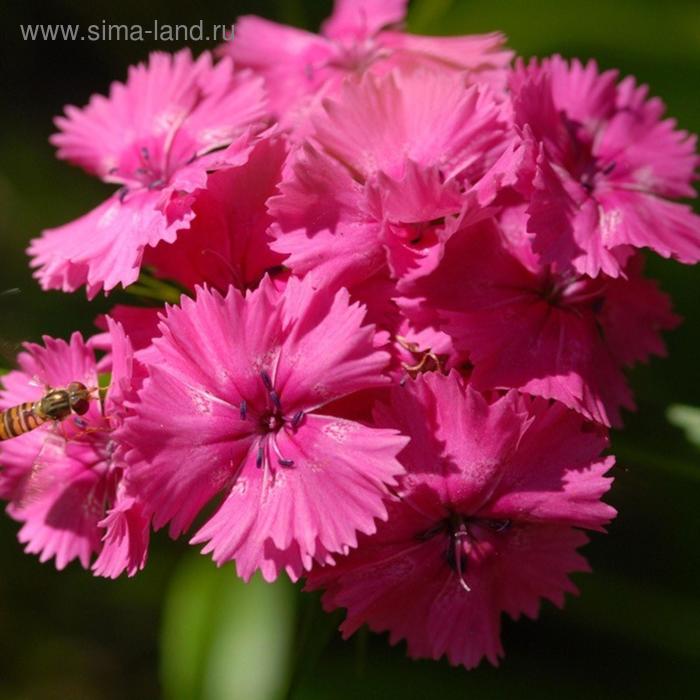 Семена цветов Гвоздика китайская Диана Пинк 500 шт
Семена цветов Гвоздика китайская Диана Пинк 500 шт