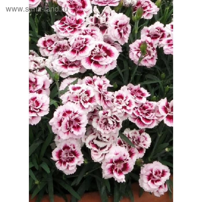 Семена цветов Гвоздика китайская Диана Пурпл Центред Вайт 500 шт
Семена цветов Гвоздика китайская Диана Пурпл Центред Вайт 500 шт