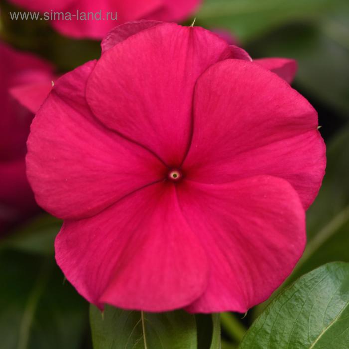 Семена цветов Катарантус Пацифика ХР Дарк Ред 1000 шт
Семена цветов Катарантус Пацифика ХР Дарк Ред 1000 шт