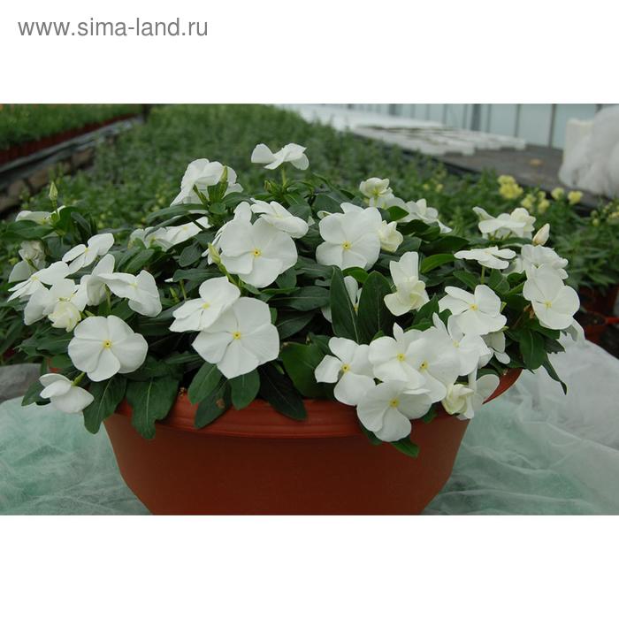 Семена цветов Катарантус Солар Аваланж Вайт 100 шт
Семена цветов Катарантус Солар Аваланж Вайт 100 шт