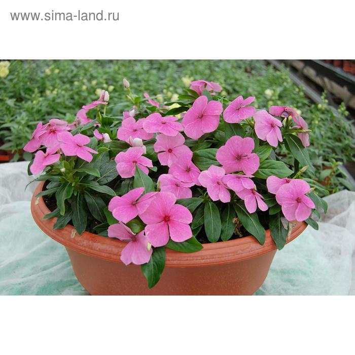 Семена цветов Катарантус Солар Аваланж Виолет 100 шт
Семена цветов Катарантус Солар Аваланж Виолет 100 шт